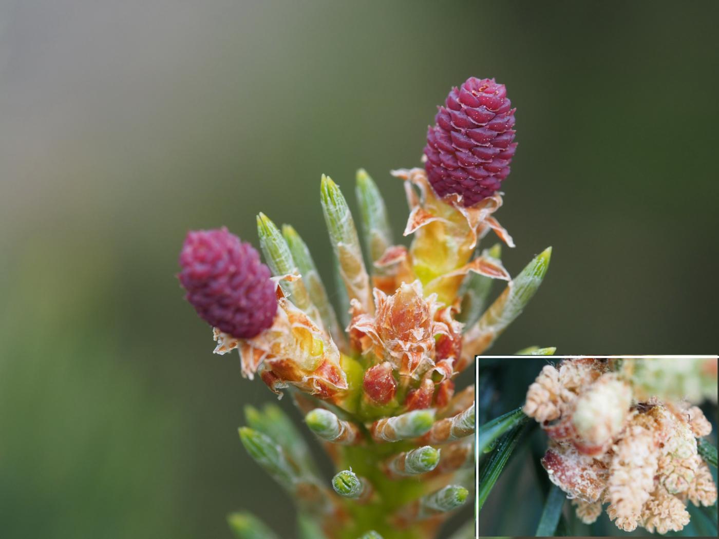 Pine, Scots flower